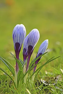 Purple Crocus Blossom Prints: Crocus (Crocus) in spring in a meadow