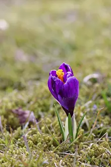 Wilnsdorf Germany Landscape Prints: Crocus (Crocus) in spring in a meadow