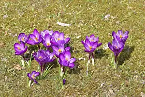 Early Flowering Plants Prints: Crocus (Crocus) in spring in a meadow