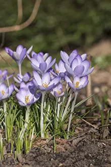 Crocus Flower Prints: Crocus (Crocus tommasinianus)