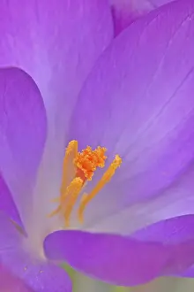 Detailed Flower Shots Prints: Crocus / (Crocus vernus)
