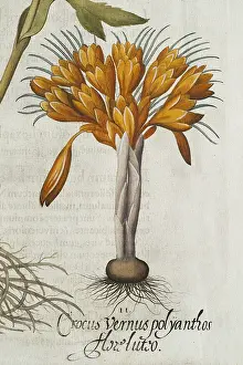 Prints of Crocus (Crocus vernus polyanthus), detail, hand-coloured copperplate engraving by Basilius Besler, from Hortus Eystettensis, 1613 Basilius Besler Prints: Crocus (Crocus vernus polyanthus) Print, 1613