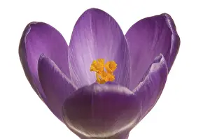 Crocus Flower Prints: Crocus (Crocus), violet