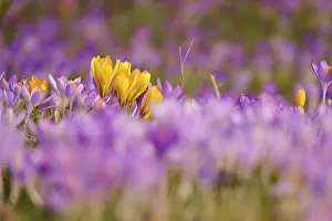 Crocus Flower Prints: Crocus flower, winter, Germany