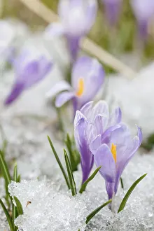 Deserted Winter Scene Prints: crocus flowers