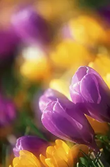 First Day Of Spring Prints: Crocus flowers