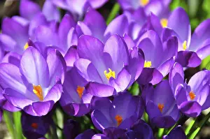 Early Flowering Plant Prints: Crocus, flowers, spring