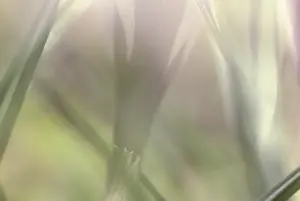 White Spring Crocus Prints: Crocus Iridaceae