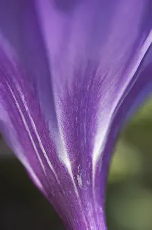 Close View Of Flowers Prints: Crocus Iridaceae