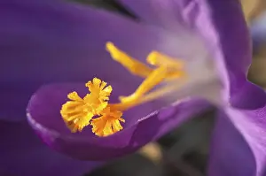 Orange Blossom Close Up Prints: Crocus Iridaceae
