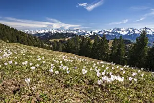 Central European Spring Blooms Prints: Crocus meadow in bloom on the Rigi