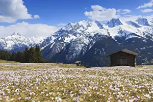 Spring Flowering Plants Europe Prints: Crocus meadow in the mountains