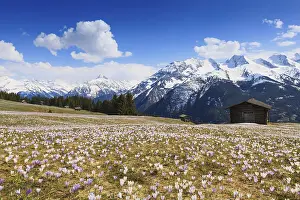 Spring Flowering Plants Europe Prints: Crocus meadow in the mountains