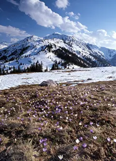 European Wildflowers Bloom Prints: Crocus meadow in front of Mts. Gilfert