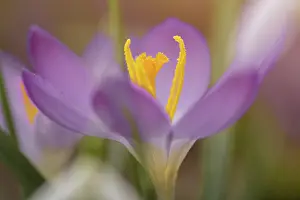 Asparagales Order Flowers Prints: Crocus Spring crocus (Crocus vernus)
