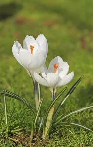 Nature Plants Prints: Crocus in springtime