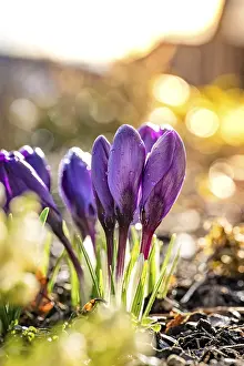 First Day Of Spring Images Prints: Crocus in the sunlight, Black Forest