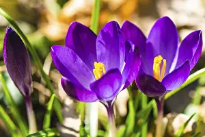 Early Spring Flowers Prints: Crocus, winter and spring violet flowewrs