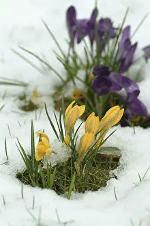 Early Blooming Plants Prints: Crocuses
