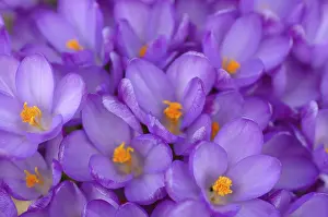 Early Flowering Plants Prints: Crocuses