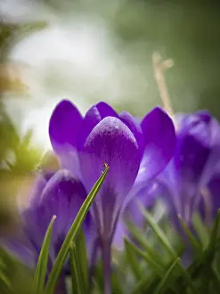 Iridaceae Plant Species Prints: Crocuses
