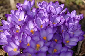 Early Flowering Plants Prints: Crocuses