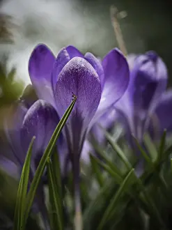 Deserted Nature Scene Prints: Crocuses