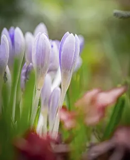 Images Dated 23rd February 2024: Crocus Print
