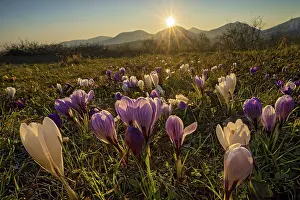 Crocuses In Bloom Prints: Crocuses in bloom against the light of the sunset
