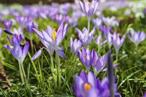 Iridaceae Plant Species Prints: Crocuses (crocus) in bloom