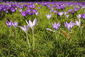 Crocuses In Bloom Prints: Crocuses (Crocus) in bloom in the meadow