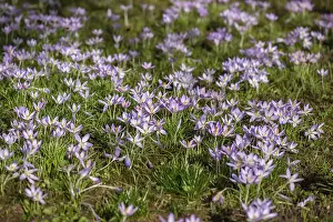 Crocuses In Bloom Prints: Crocuses (Crocus) in bloom in a meadow