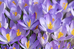Thuringia Germany Nature Prints: Crocuses (Crocus) flowering, Thuringia, Germany
