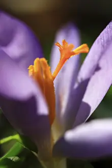 Early Flowering Plants Prints: Crocuses (Crocus), Germany