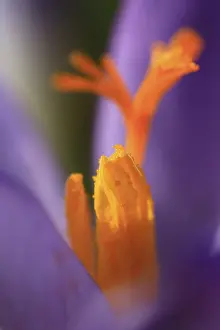 Asparagales Order Flowers Prints: Crocuses (Crocus), Germany