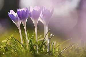 Close Up Crocuses Prints: Crocuses (Crocus) on a meadow, Germany
