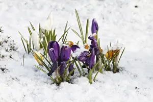Asparagales Order Flowers Prints: Crocuses (Crocus) in the snow