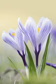 Central Europe Garden Scene Prints: Crocuses (Crocus spec.) in bloom in spring