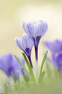 Crocus In Bloom Prints: Crocuses (Crocus spec.) in bloom in spring
