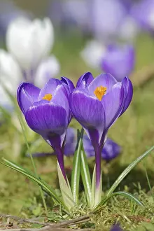 North Rhine Westphalia Blooms Prints: Crocuses (Crocus spec.) in bloom in spring
