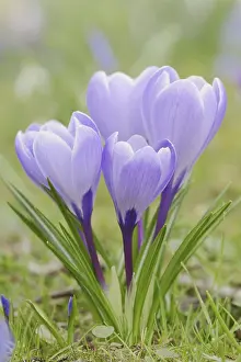 North Rhine Westphalia Blooms Prints: Crocuses (Crocus spec.) in bloom in spring