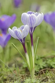Crocus In Bloom Prints: Crocuses (Crocus spec.) in bloom in spring