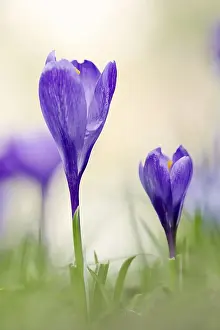 Crocus Flower Prints: Crocuses (Crocus spec.) in bloom in spring