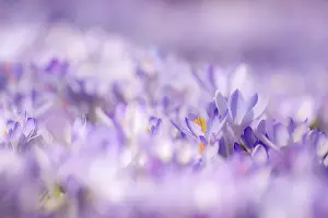 Purple Blossoms Prints: Crocuses (Crocus vernus) in spring