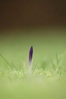 Crocus Flower Prints: Crocuses (Crocus), Winter, Germany