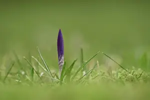 Early Blooming Plants Prints: Crocuses (Crocus), Winter, Germany