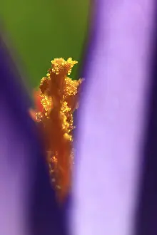 Crocus Flower Prints: Crocuses (Crocus), Winter, Germany