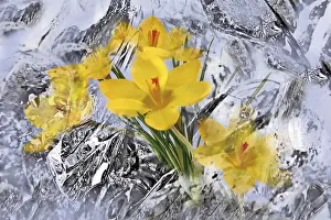 Winter Flowers Prints: Crocuses enveloped in ice