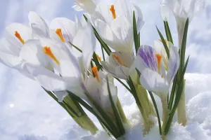 Winter Flowers Prints: Crocuses in the snow