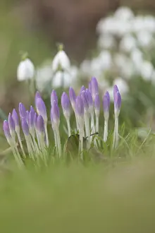 Spring Crocuses Prints: Crocuses in spring
